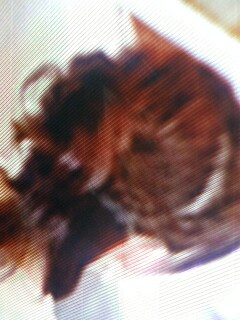 ���Ղ̌㓪������������